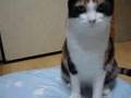 ぬいぐるみを運ぶ猫