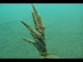 Spooky Dive