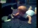 CAT FIGHT BABY