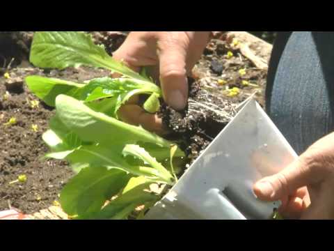 how to transplant flower seedlings