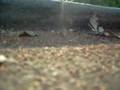 jumping galls!!!