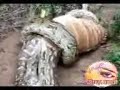 سبحان الله حيه تبتلع غزال وعلى ماعتقد إن الغزال مازال يقاوم