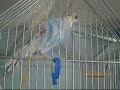 Buzzo the blue budgie wants out of his cage NOW!