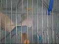 Buzzo the blue budgie wants out of his cage NOW!