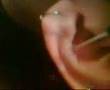 My Conch