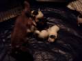 Rosie's Lovable Pets Puppies at 6 weeks