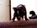 Boston Terrier\ Boston Terrier\