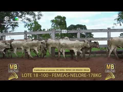 521� LEIL�O VIRTUAL MB LEIL�ES