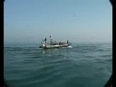 algarve dolphins