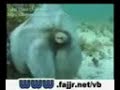 طريقه غريبه لتخفى نوعيه من الاخطبوط فى اعماق البحار