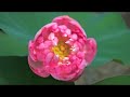 Lotus Flowers Lotus Flowers