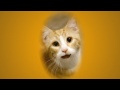 Chester's Happy Birthday Greeting