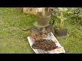 Cats - Slowmotion