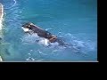 Swimming Shorthairs Swimming Shorthairs