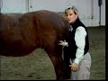 Horse Conformation: Evaluating Overall Conformation, Part 2