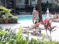 Spearfishing in the Courtyards