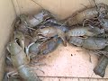 Yabbies at my Opal Mine in Koroit Queensland Australia Yabbies at my Opal Mine in Koroit Queensland Australia