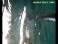 Mullet - Kefal Spearfishing