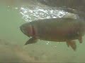 Rainbow/Cutthroat Hybrid Trout Underwater Release