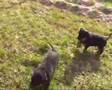 Rottweiler video