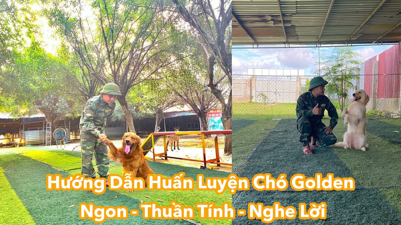 [Hướng Dẫn] Huấn Luyện Chó Golden Ngoan - Thuần Tính - Huấn Luyện Mọi Loại Cún