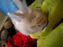 My Fluffy bunny trying to eat food from the bag!!!