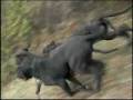 Running of the Filas I