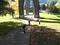 Frisbee under St Johns Bridge