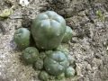 lophophora peyote cactus collection