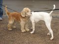 loke-the-american-bulldog-you-cant-use-that-picture.html
