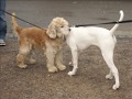 Bulldog Americano video