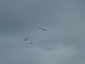 The Camargue Flamingos