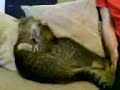 cat fight