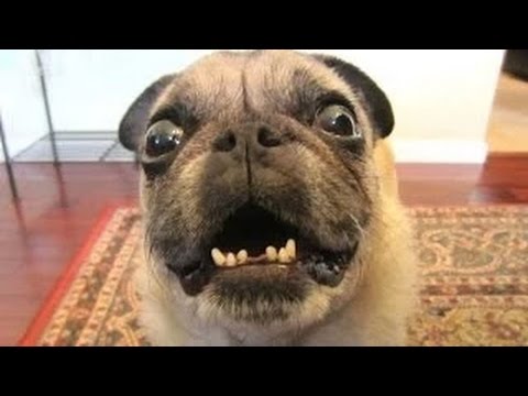 Funny Dogs Compilation - Funny videos 2014