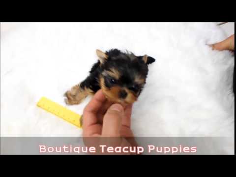 Amazing Micro Teacup Yorkie Brie