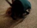 videos de Paco the Chug, Playing Fetch in his Polo...