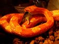 snake-kills-mouse-flock.html