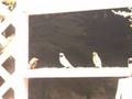 videos de Australian Finches