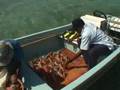 Nassau Grouper Documentary Part 2