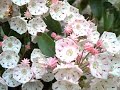 Mountain Laurel in Bloom