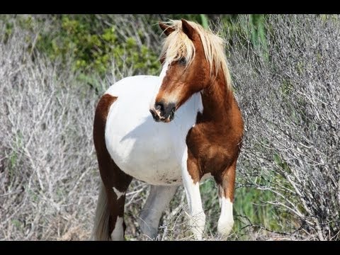 briczar22 - Search for Wild Horses (Horse series part 3) Let's go look for some wild horses. Well, some feral horses that are most likely the descendants from horse brou...