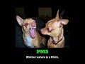 Pets Don\ Pets Don\