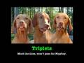 Pets Don't Lie - Funny Pet Motivational Posters