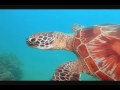 South Pacific Luxury Travel and Tours from Big Five Tours and Expeditions. Luxury tours to New Zealand, Australia and throughout the South Pacific. www.bigfive.com