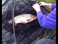 Carp Action III