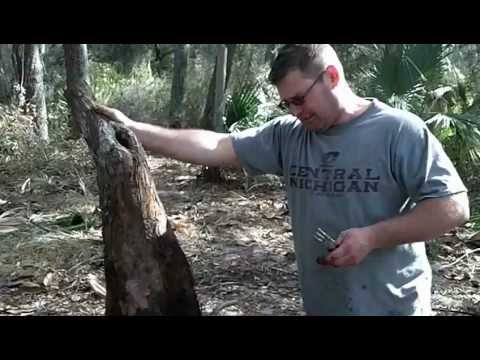 how to collect bald cypress seeds