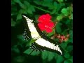 tropical-rain-forests-slideshow.html
