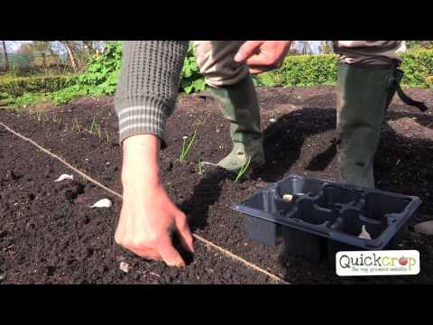 how to harvest garlic uk