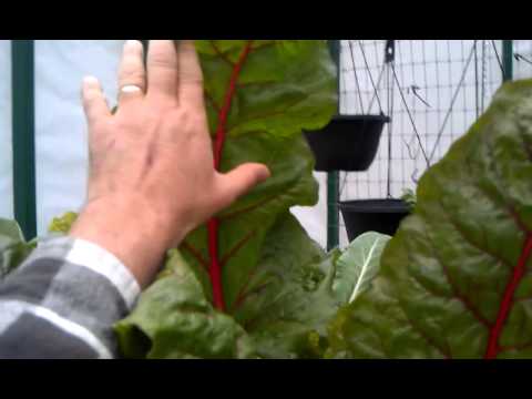 how to harvest tuscan kale