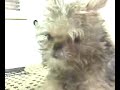 funny looking dog